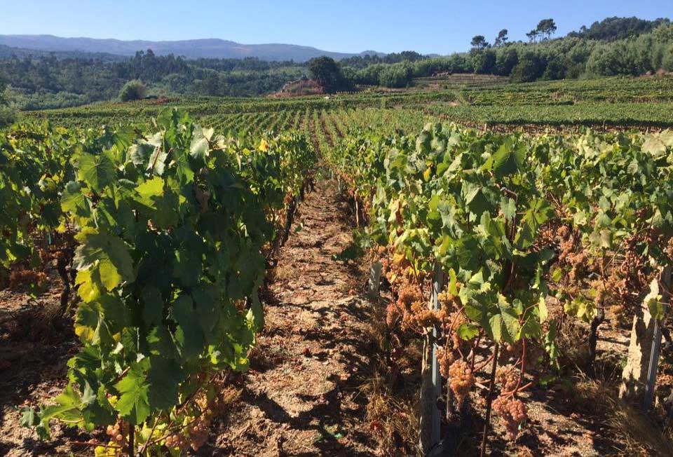 viñedo de vinos gallegos en bodegas loeda